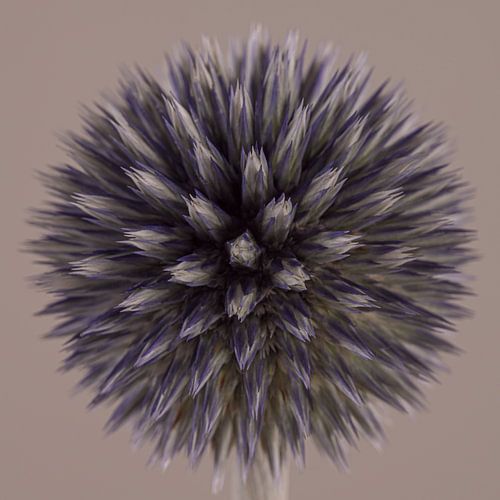 Ronde Kogeldistel met taupe kleurige achtergrond
