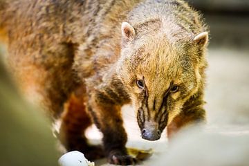 red coati by Tierfotografie.Harz