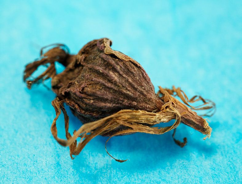 Whole Black Cardamom Seed On Blue by Iris Holzer Richardson