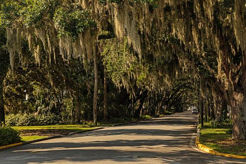 Oak avenue with Spanish moss in Saint Augustine in Florida