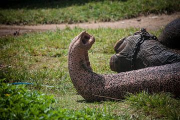 olifantenslurf, Sri Lanka sur Rony Coevoet