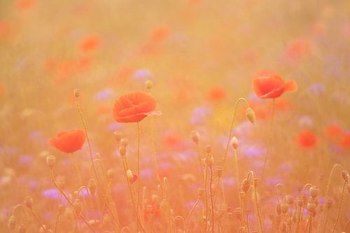Mohnblumen in einem Kornblumenfeld von Francis Dost