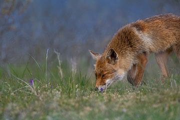 Fox by Jacco van Son