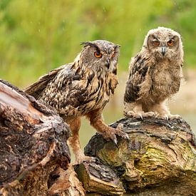 Two wild Eagles standing on a tree stump, orange eyes looking at you, adult and a 2 month old bird. by Gea Veenstra