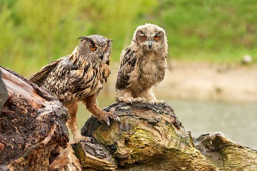 Twee wilde Oehoes staan op een boomstronk, oranje ogen kijken je aan, volwassen en een 2 maand oude  van Gea Veenstra