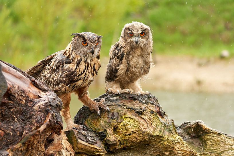 Deux aigles sauvages debout sur une souche d'arbre, les yeux orange vous regardant, un adulte et un  sur Gea Veenstra