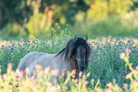 Konik stallion, Groesplaat by Cécile den Ouden