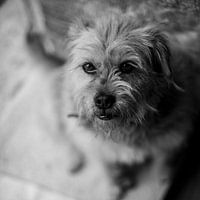 Terrier in Schwarz und Weiß