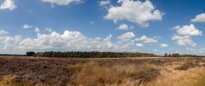 Heide en Bos