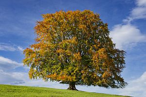 Rotbuche, (Fagus sylvatica), im Herbst