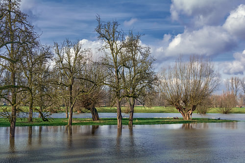 Flooding in the Urdenbacher Kämpe Nature Reserve, Düsseldorf-Urdenbach, North Rhine-Westphalia, Germany