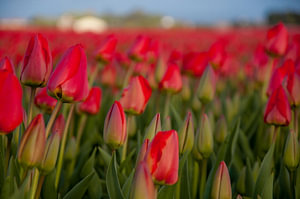 Rode tulpen veld
