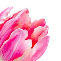 Detail van een fel roze tulp met lichte achtergrond