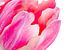 Detail van een fel roze tulp met lichte achtergrond van Judith Spanbroek-van den Broek
