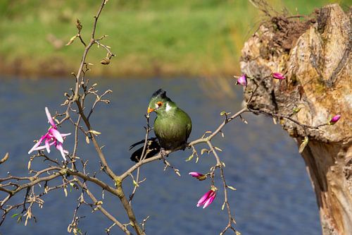 Kleurrijke Turaco uitrustend op een tak aan de waterkant.