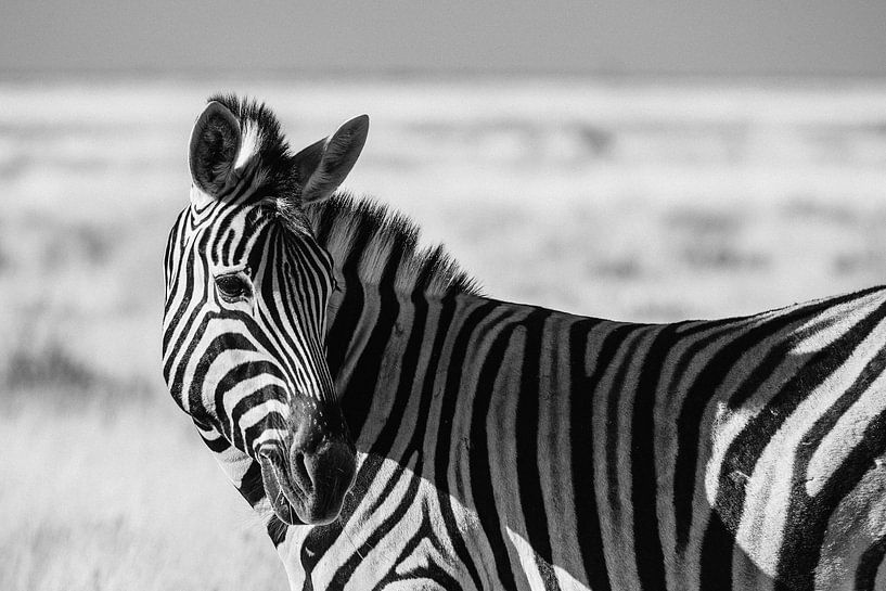 Steppezebra / Zebra in zwart-wit - Etosha, Namibië van Martijn Smeets