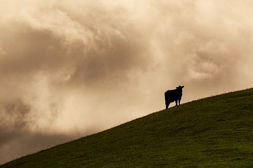 Silhouette de vache sur une colline