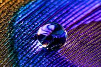 Water drop on peacock feather