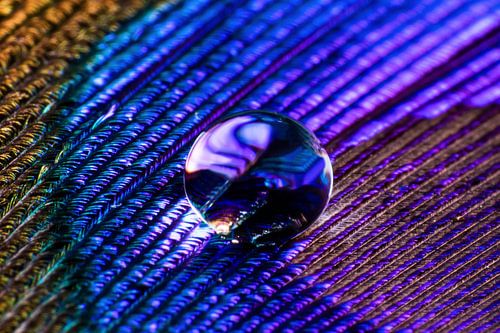 Wassertropfen auf Pfauenfeder