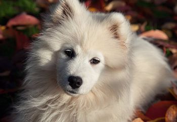 Samoyed