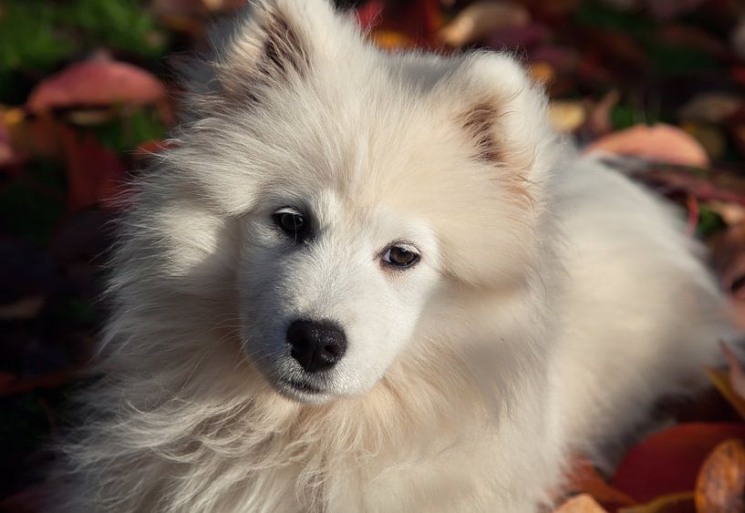 Samojede von Bo Valentino