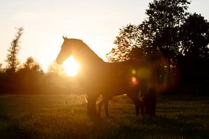 Fries paard in avondzon von Sabine Timman