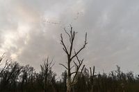 Quiet life in the Biesbosch