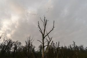 Stil leven in de Biesbosch van SchumacherFotografie