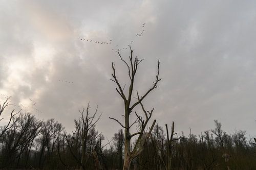 Stil leven in de Biesbosch