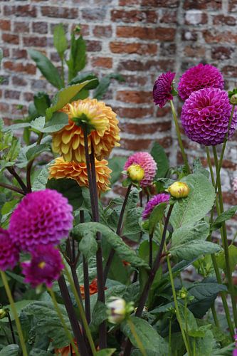 Verschiedene Dahlien