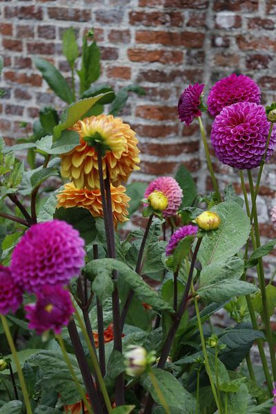 Différents dahlias par Arie van Vugt