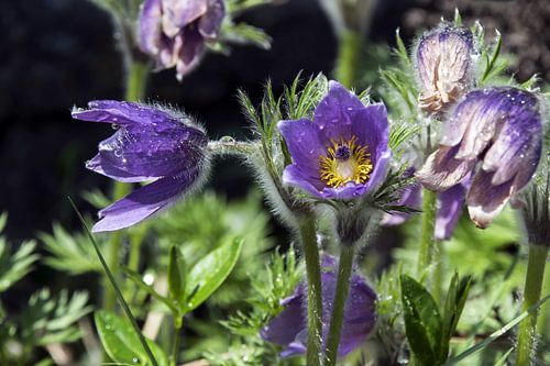 Na de regen - Pulsatilla,