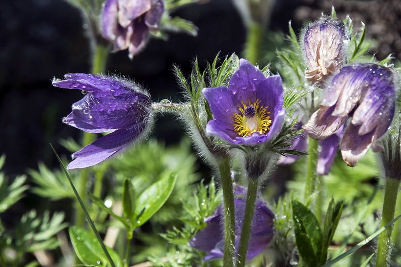 After the rain - Pulsatilla by Christine Nöhmeier