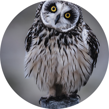 Oogcontact met velduil van Daniela Beyer