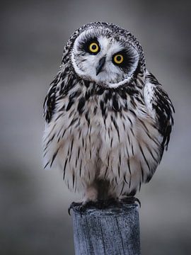 Eye contact with short-eared owl by Daniela Beyer