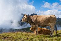 Mountain cow