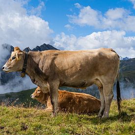 Vache de montagne sur Greenfield Visuals