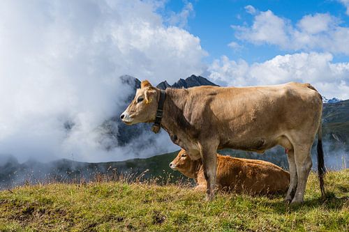 Vache de montagne