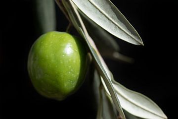 Nocellara-olijf aan de boom van Ulrike Leone