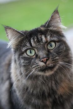 Neugierig ist die Katz