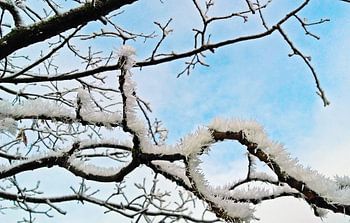 Verschneite Äste