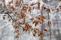 Dutch winter