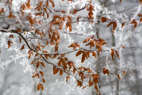 L'hiver néerlandais