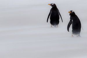 Gentoos in the mist