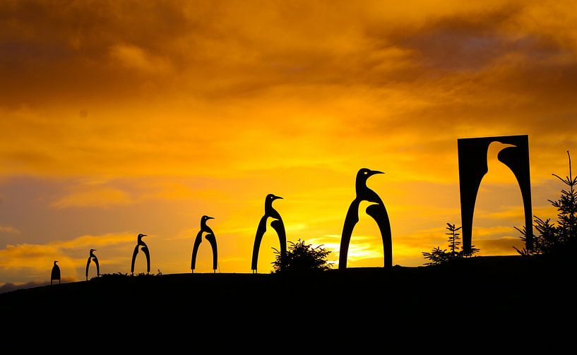 Pinguïn Glesvaer by Ronald Molegraaf