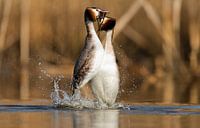 Balts van de futen van Menno Schaefer thumbnail