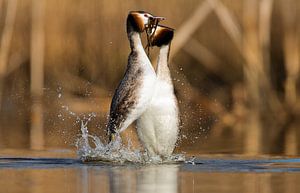 Balts van de futen van Menno Schaefer