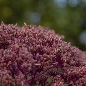 Groot vetkruid van Anke Winters