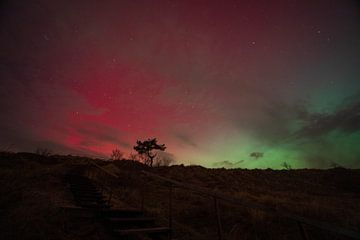 Het noorderlicht en het boompje van Hee