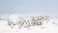 Koningspinguïns in de sneeuw